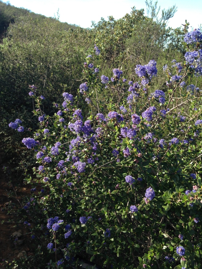 What a great stretch of weather we are having.  A few occasional rain showers have made for a great early flowers. One of our favorites, the ceanothus is blooming.