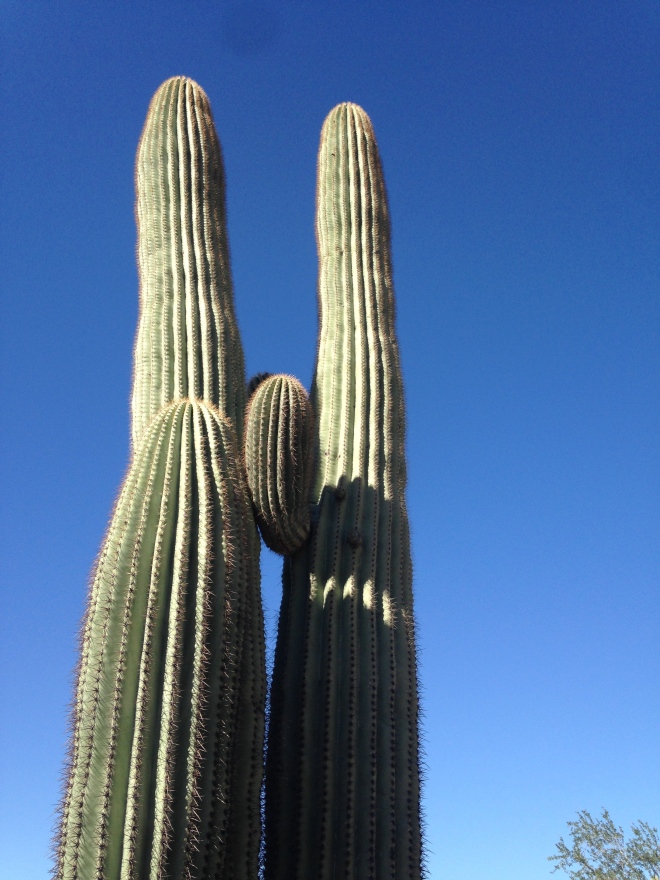The obligatory blue sky saguaro shot.